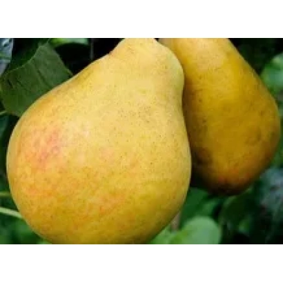 Спелые желтые груши на ветке - Корсунская / Корсунська