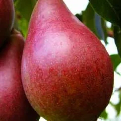 Спелая груша сорта Крымчанка на ветке