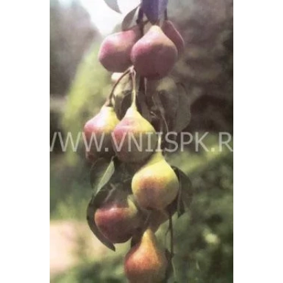 Спелые груши сорта Кубанская сочная на ветке
