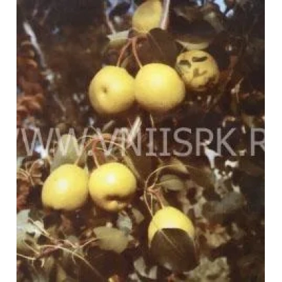 Дозрілі жовті груші на гілці - Ларинська