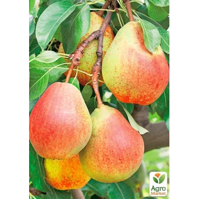 Спелые груши на ветке с логотипом Agro - Ластивка
