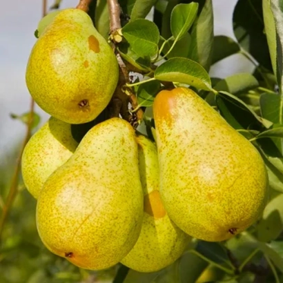 Спелые груши на ветке - Легенда Карпат