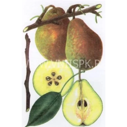 Иллюстрация груш сорта Лесная красавица с разрезом плода и листьями - Лесная красавица (Александрина, Мари-Луиз)