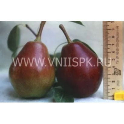 Две спелые груши сорта Любимица Клаппа на белом фоне с линейкой для измерения размера.