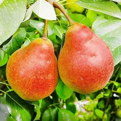 Два спелых красных груши на ветке - Любимица осенняя