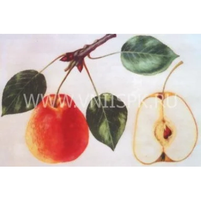 Иллюстрация груши Маляевская поздняя с веткой и разрезом плода