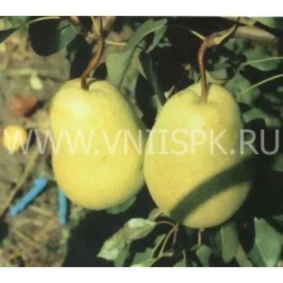 Два желтых груши на ветке - Машук