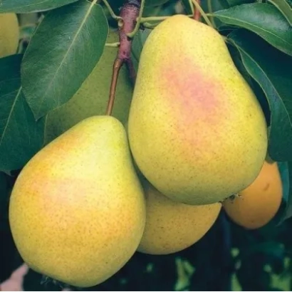 Спелые груши на ветке - Млеевская ранняя