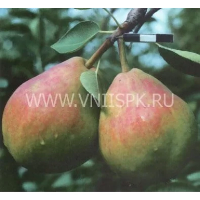 Спелые груши сорта Муратовская на ветке