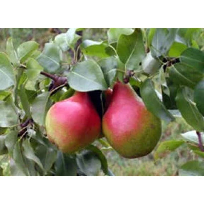 Спелые груши на ветке дерева - НАДЕЖДА СТЕПИ