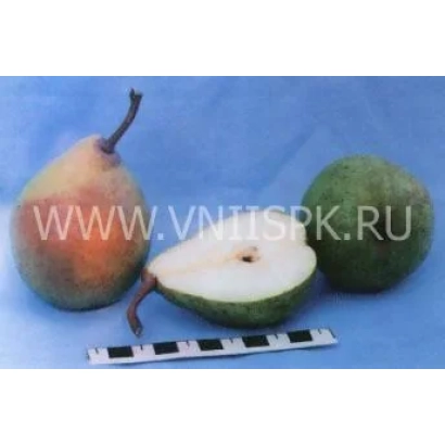 Груша Нальчикская Костыка (Нальчикская осенняя) — целые и разрезанные плоды на синем фоне