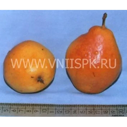 Два плода груши Нарт на синем фоне с линейкой