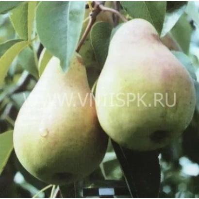 Ripe Nerussa pears on a branch