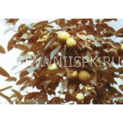 Груши на ветке дерева - Оленёк (Золушка)