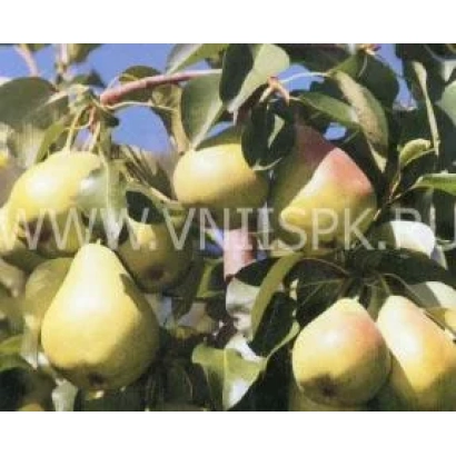 Спелые груши сорта Орловская красавица на ветке