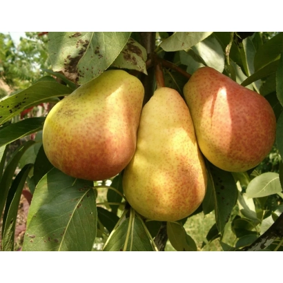 Три спелых груши с красно-желлой кожурой на ветке - Осень Буковины