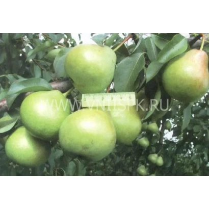 Autumn Yakovla pear on branch - Autumn Yakovleva