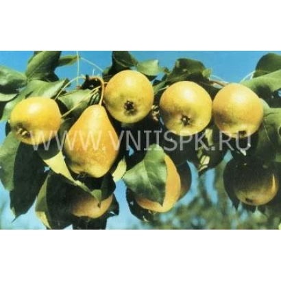 Сочные желтые груши на ветке под синим небом - Осенняя мечта