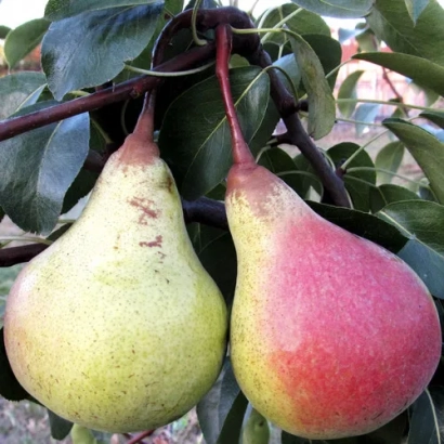 Два спелых груши на ветке с листьями - Основянская