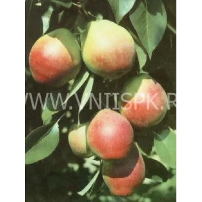 Груши сорта Отрадненская на ветке