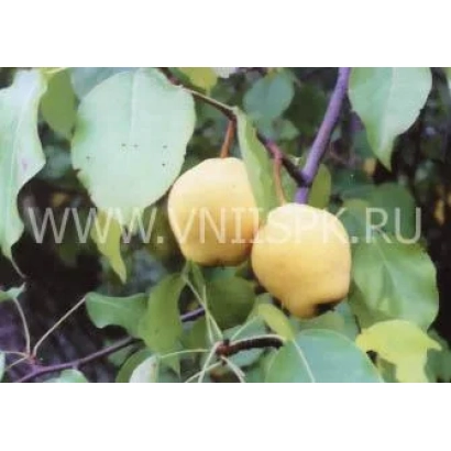 Два желтых плода груши на ветке с листьями - ПАМЯТЬ ГОСЕНЧЕНКО