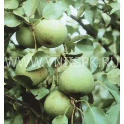 Зеленые груши на ветке дерева - Память Паршина