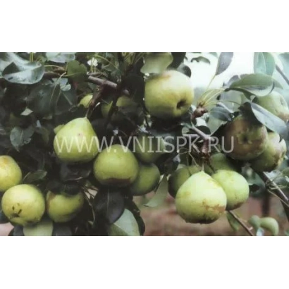 Груши на ветвях дерева - Память Жегалова