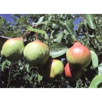 Груши на ветвях дерева - Памяти Яковлева