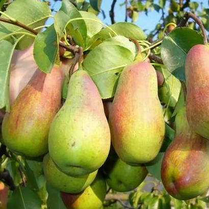 Спелые груши сорта Парижанка на ветке