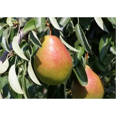 Спелая груша на ветке с листьями - Пектораль