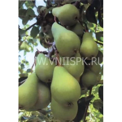 Спелые груши сорта Петровская на ветке