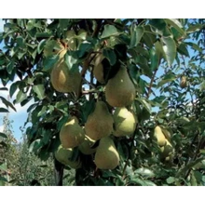 Созревающие груши на ветвях дерева - Пирогном