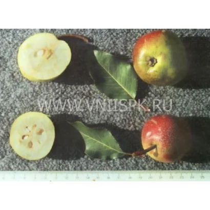 Срезанные и целые груши на фоне с логотипом сайта - Повислая