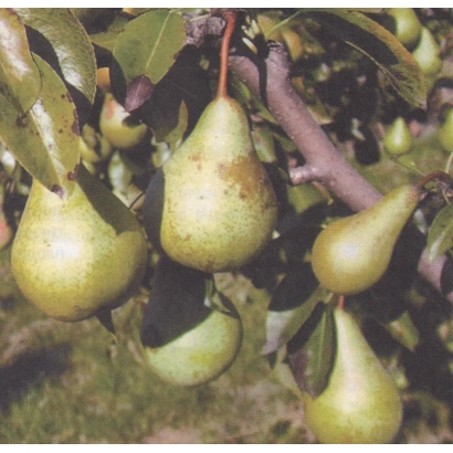 Спелые груши на ветвях дерева - Приднестрянка