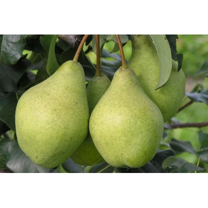 Свіжі зелені груші на гілці - ПРОСТО МАРІЯ