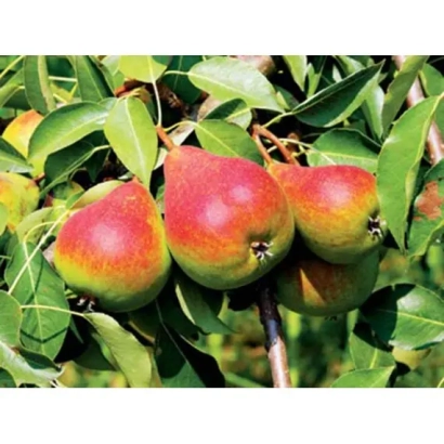 Спелые груши сорта Провинциалка на ветке