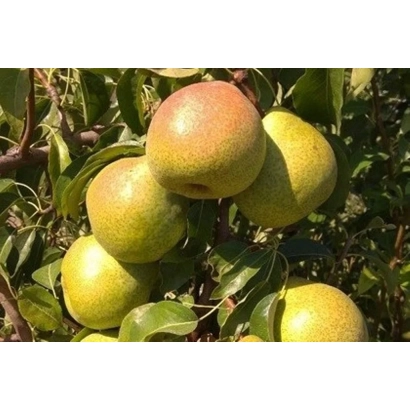 Груші на гілці - Рада