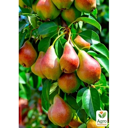 Ripe pears on a branch with leaves - Rainbow