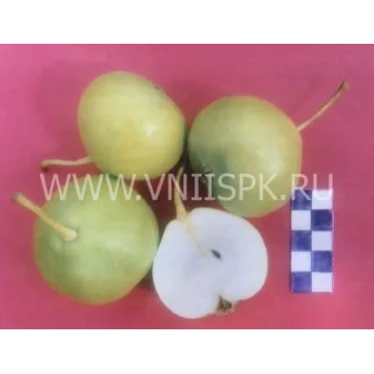 Четыре зелёные груши на розовом фоне с разрезанной грушей и цветной шкалой - Ранняя