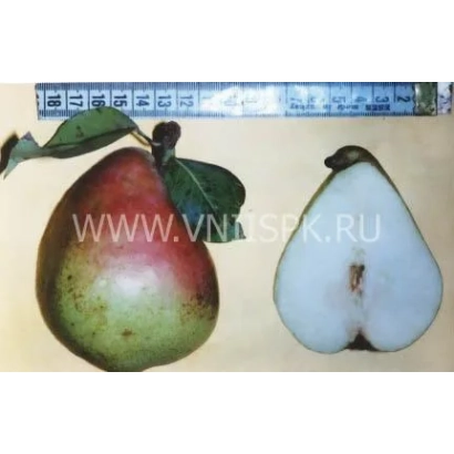 Спелая груша сорта Рассвет и её разрез