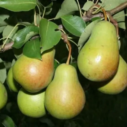 Спелые груши Роксолана на ветке с листьями - Роксалана / Роксолана