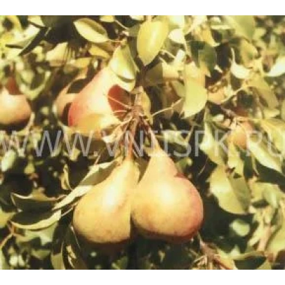 Спелые груши на ветке дерева - Россошанская ранняя