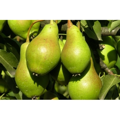 Свіжі зелені груші на гілці - РІВНИЦЯ