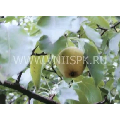 Спелая груша на ветке дерева - Русаковская (Рус.-1, Русаковская лимонка, Русаковская ранняя)