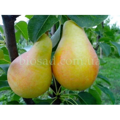 Два спелых груши на ветке дерева - Сяйво