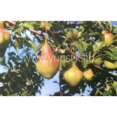 Samara Beauty — pears hanging on tree branches