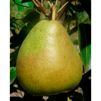Дозріла груша сорту Самородок на гілці