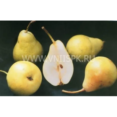 Saratovka pears on dark background