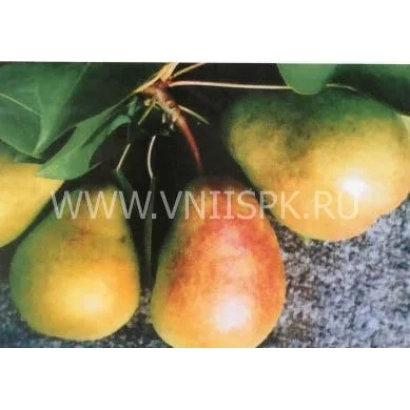 Three ripe pears on a branch with leaves - Fairy Tale