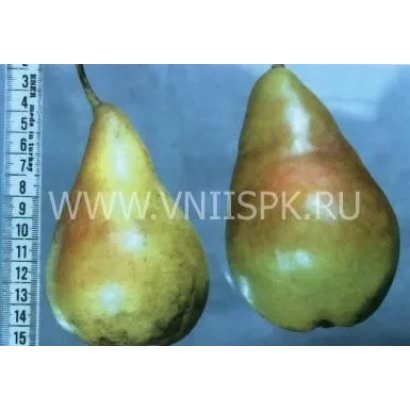 Два плода груши Скороплодная на фоне линейки